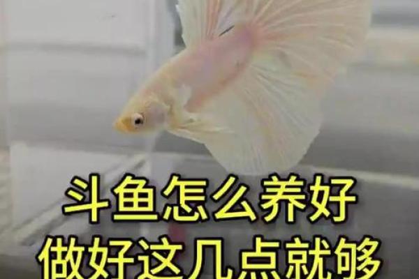 斗鱼与招财风水的完美结合方法