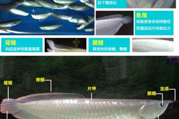 养招财鱼的风水讲究与最佳搭配物品解析