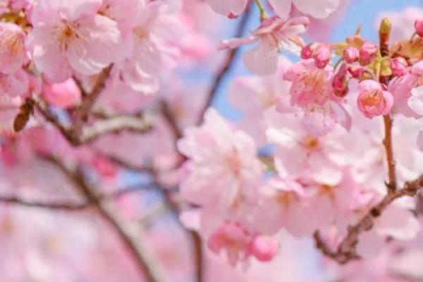 桃花风水布局技巧助你吸引正缘