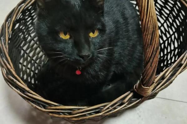 招财黑猫风水的秘密与应用技巧