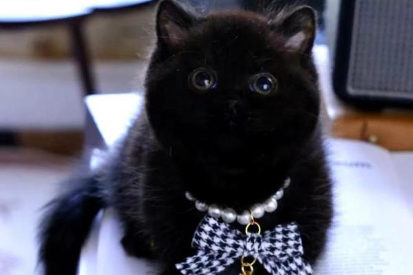 招财黑猫风水的秘密与应用技巧