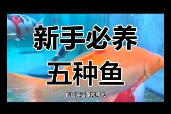 风水学中的纯种锦鲤与财富运势的神奇关联