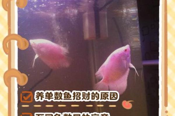 招财鱼在风水中的积极作用与布局技巧