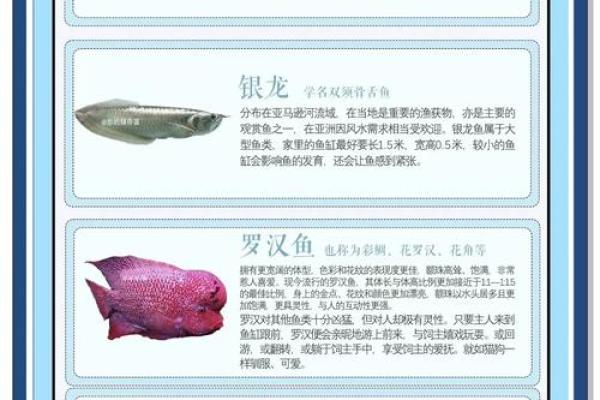 选择适合办公室的风水鱼种与养护技巧