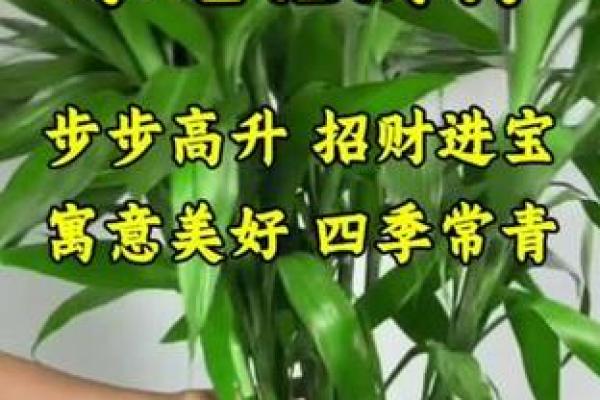 提升财运的招财玉竹摆放法则