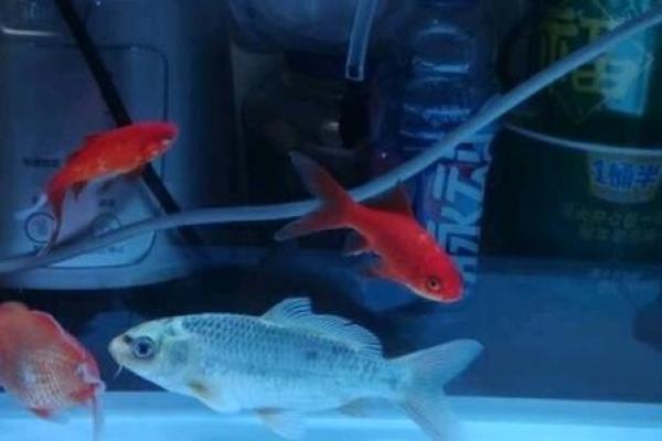 办公室养鱼风水布局提升事业运势的秘诀