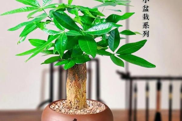 风水好又招财，门口树木摆放的正确方式