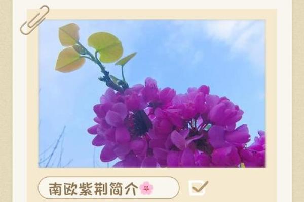 探寻紫色名字背后的深厚文化