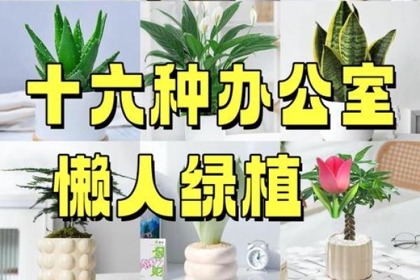 提升办公桌风水的绿植推荐与养护方法