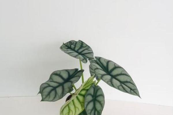 提升办公桌风水的绿植推荐与养护方法