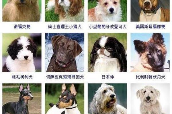 让你的宠物与众不同，选个有趣的猫狗名字