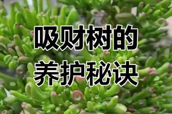 提升客厅财气的招财风水植物大全