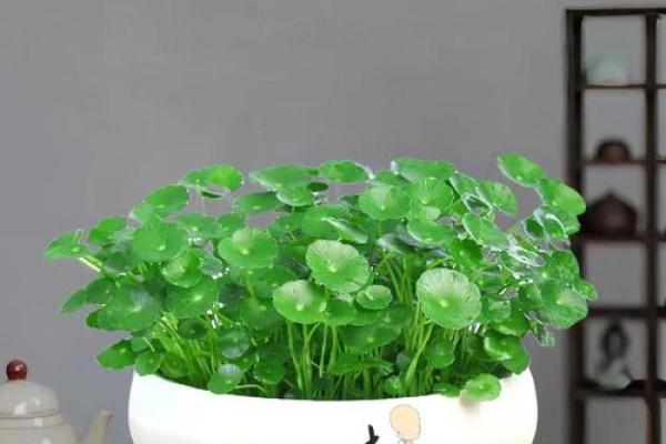 提升客厅财气的招财风水植物大全