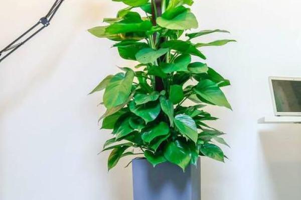 办公室植物摆放风水布局助力提升工作运势