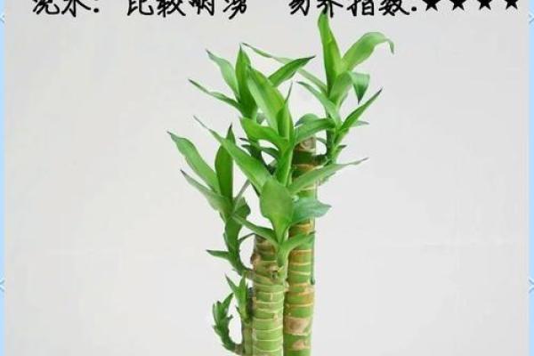 富贵竹的风水力量：在办公室提升财运和人际关系