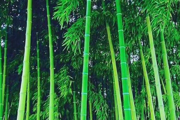 竹子与环保：绿色生活的象征与未来