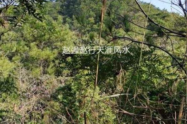 肇庆地区办公风水名师权威排名指南